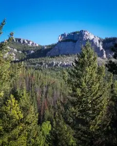 Forest scene in Montana, USA