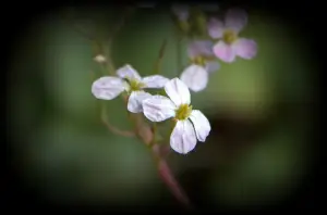 Photo of mystery blooms